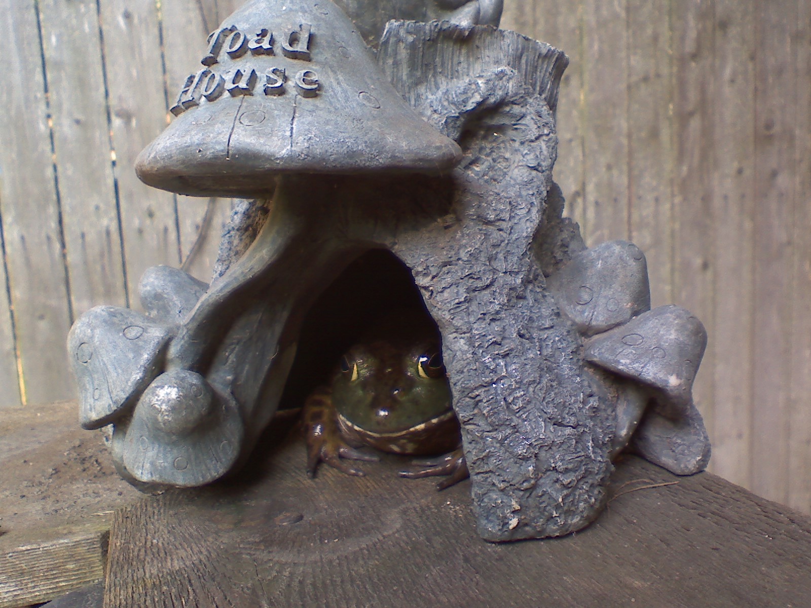 Frog House